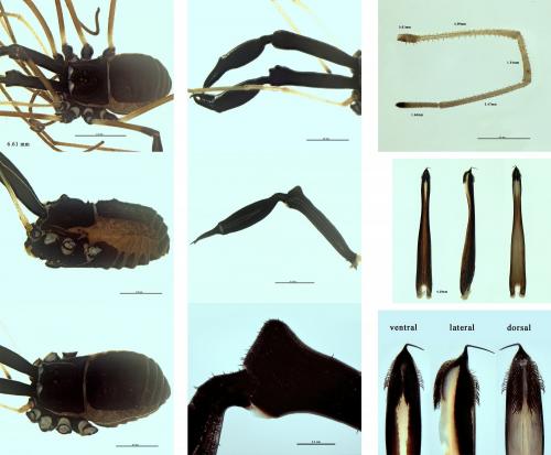 Ischyropsalis hispanica